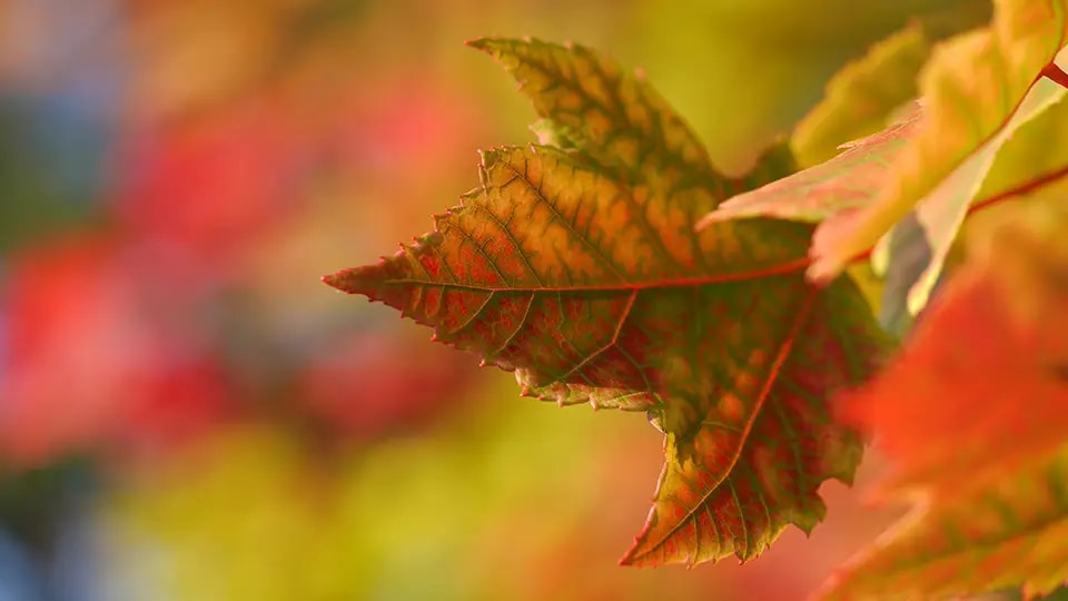 Leaf turning yellow