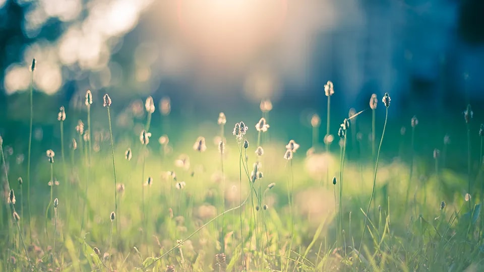 Field of wildflowers