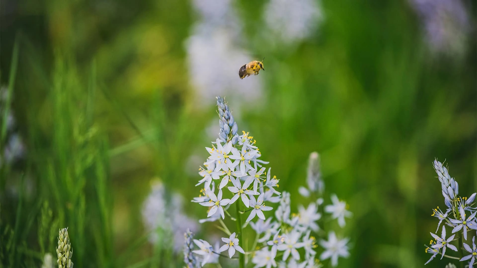 WPA Announces Environment Month