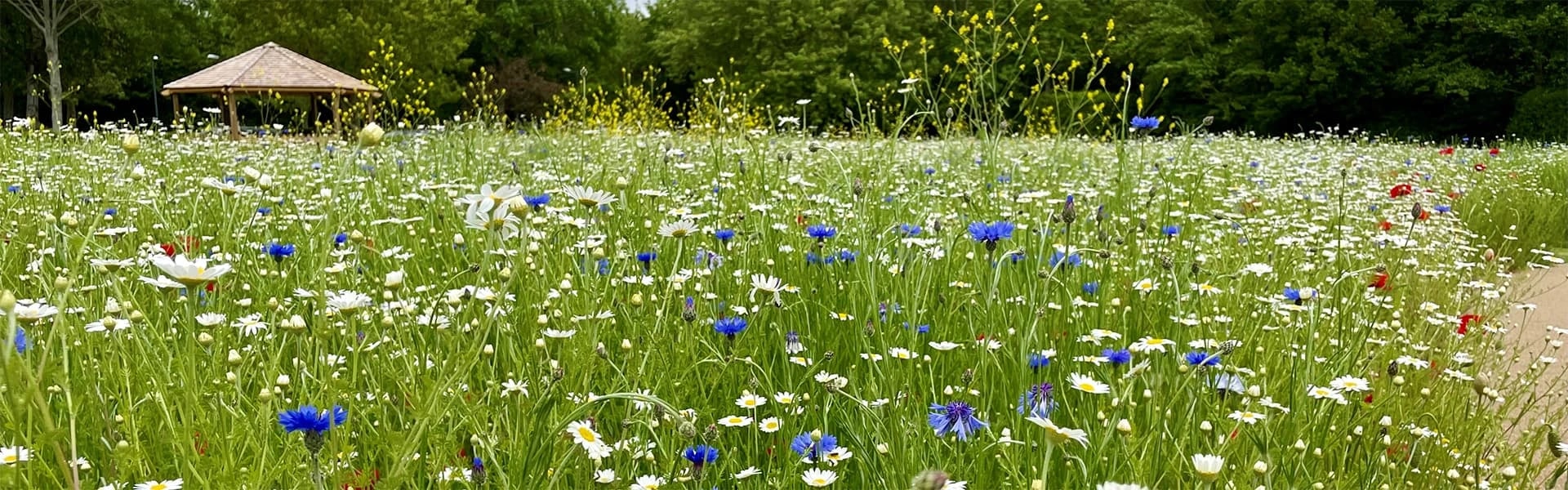 WPA wildflower meadow